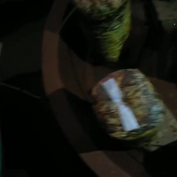 桑黄种植户视频指导全过程。