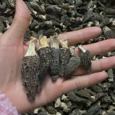 特价羊肚菌