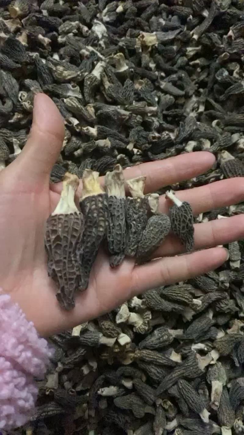 特价羊肚菌