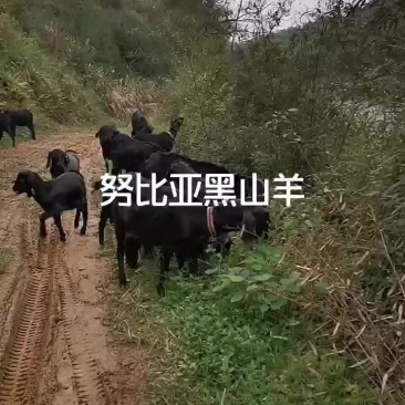 努比亚黑山羊