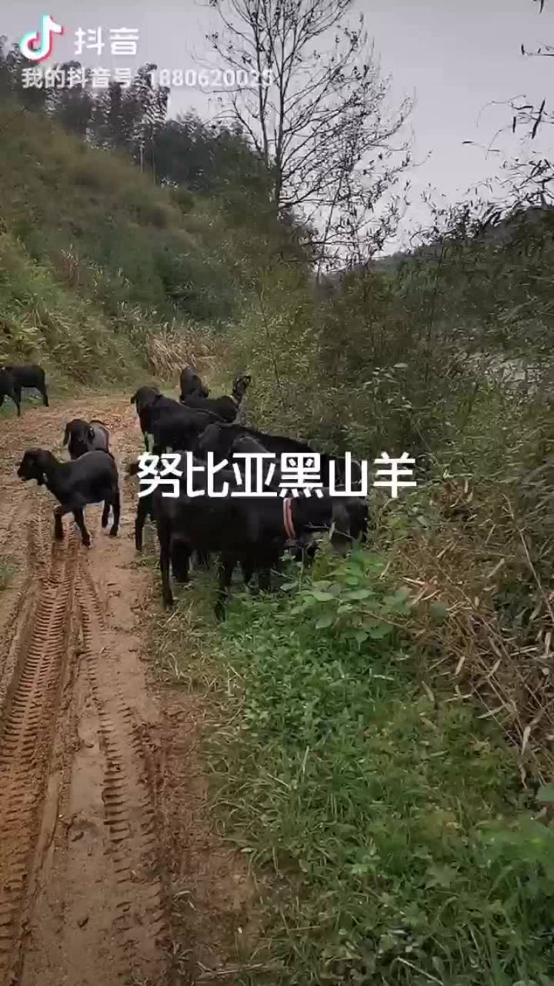 努比亚黑山羊