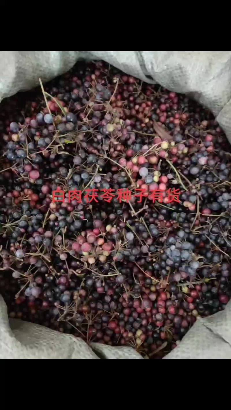 中药材种子，白肉粉质土茯苓种子