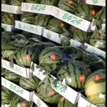 山东8424麒麟瓜基地量大发全国