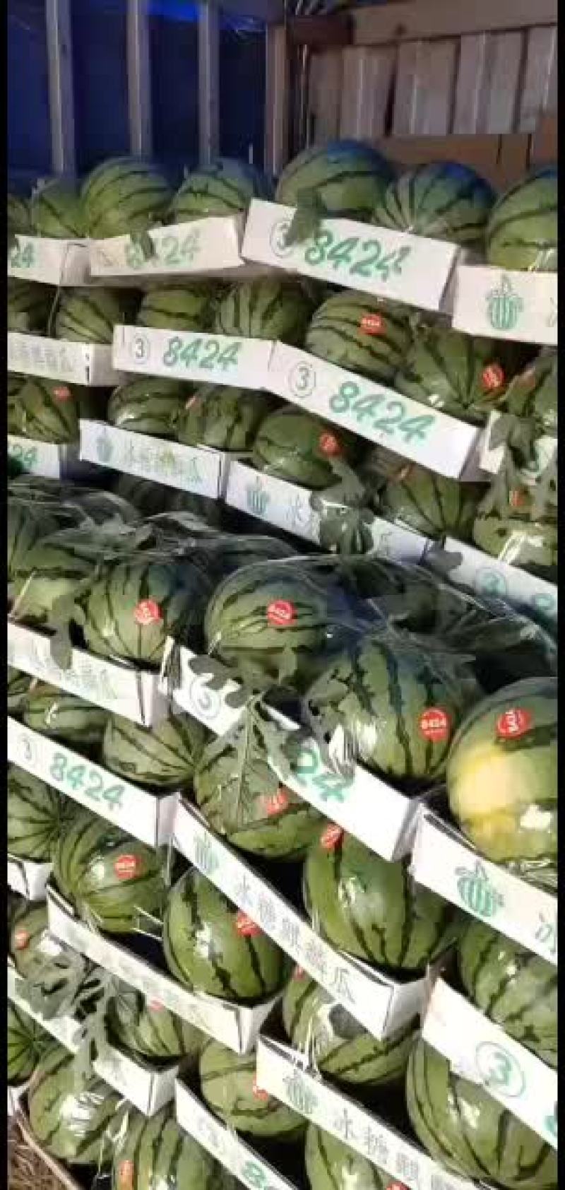 山东8424麒麟瓜基地量大发全国