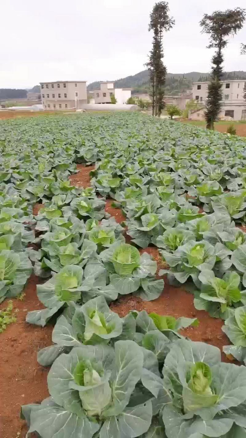 牛心菜