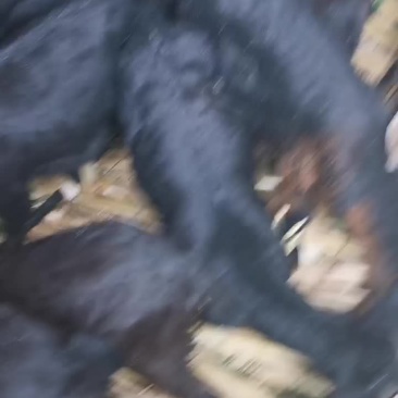 小羊放山羊中耳大耳小羊出售，努比亚杂交黑山羊，黄羊，麻羊