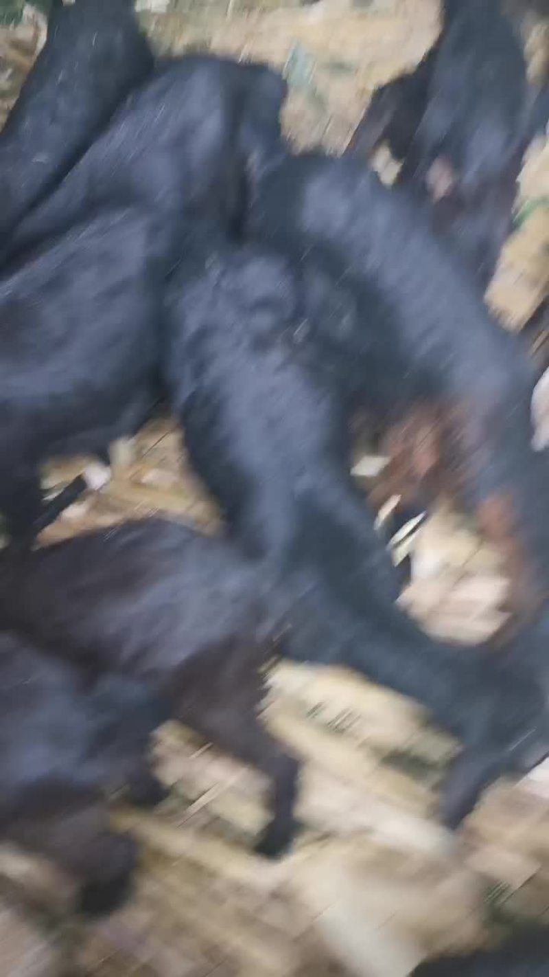 小羊放山羊中耳大耳小羊出售，努比亚杂交黑山羊，黄羊，麻羊