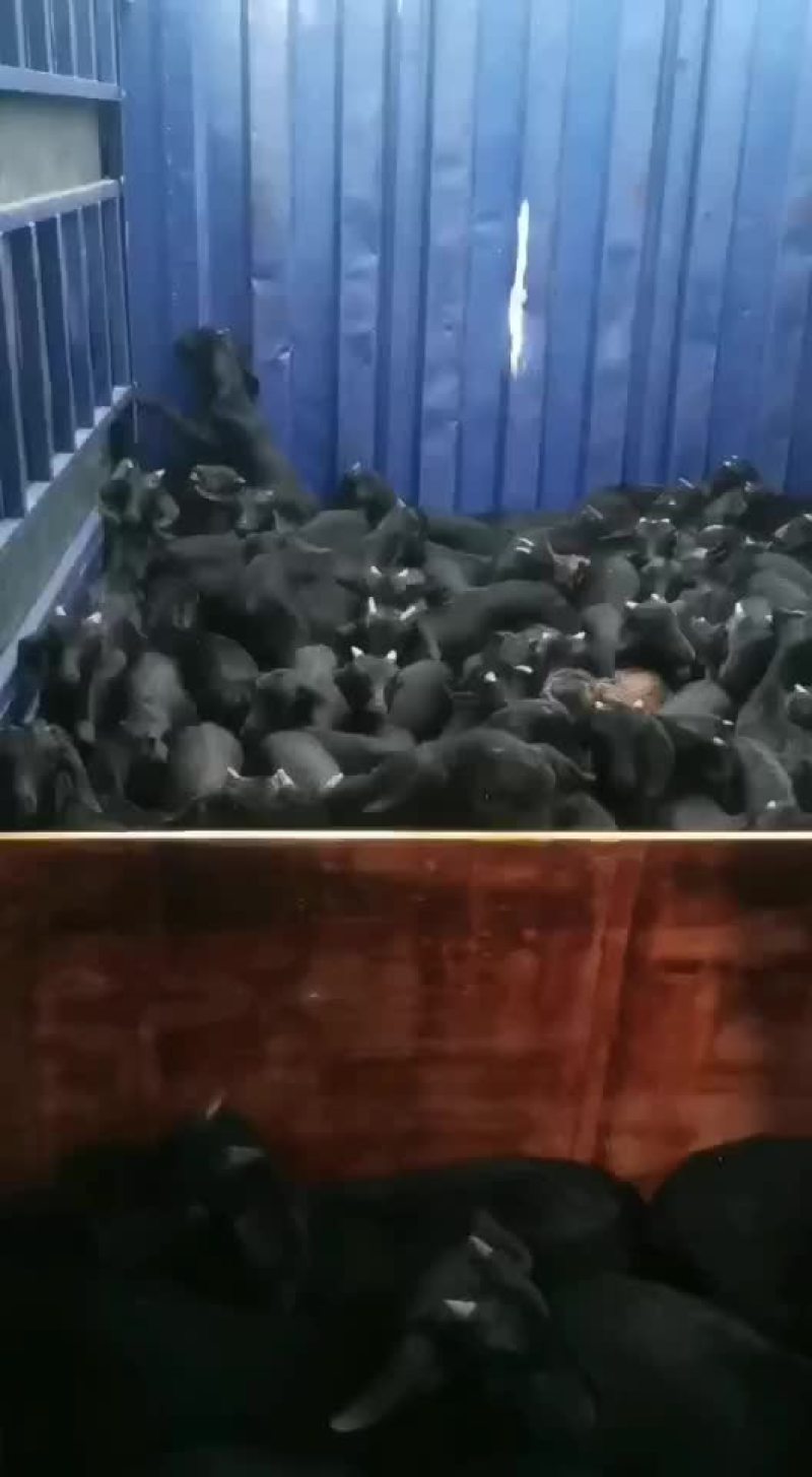 小羊放山羊中耳大耳小羊出售，努比亚杂交黑山羊，黄羊，麻羊
