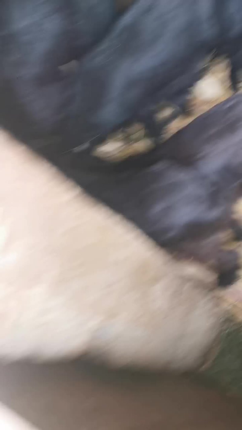 小羊放山羊中耳大耳小羊出售，努比亚杂交黑山羊，黄羊，麻羊