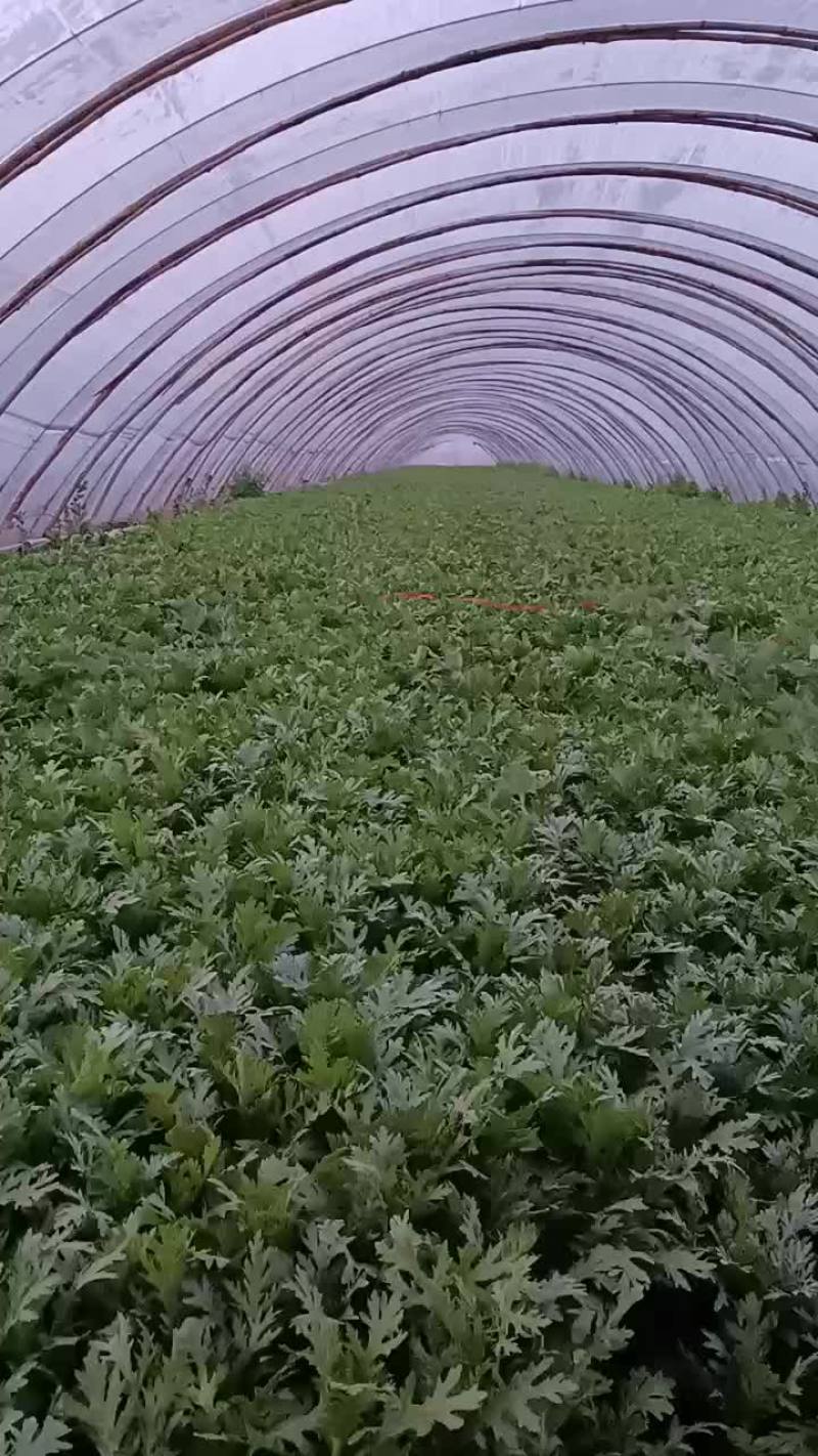 精品茼蒿