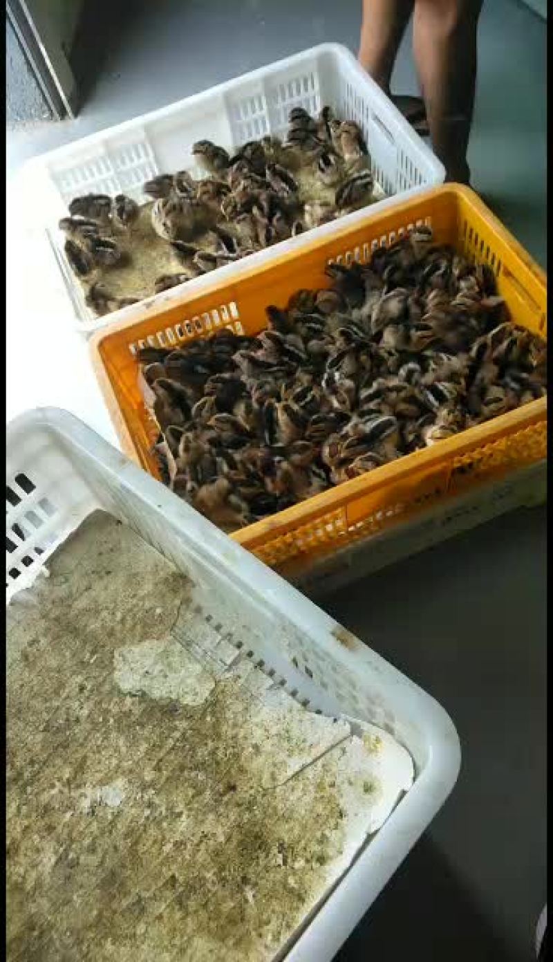 茶花鸡苗，及五黑鸡苗