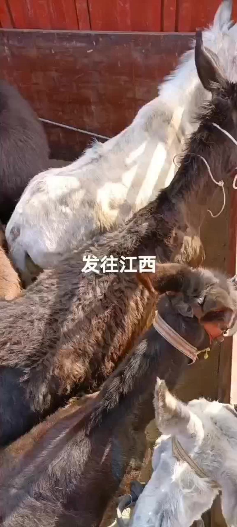 毛驴有需要的联系我