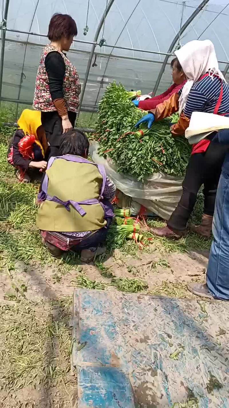 精品茼蒿