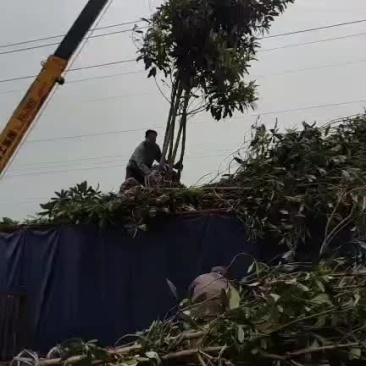 枇杷树，高杆女贞
