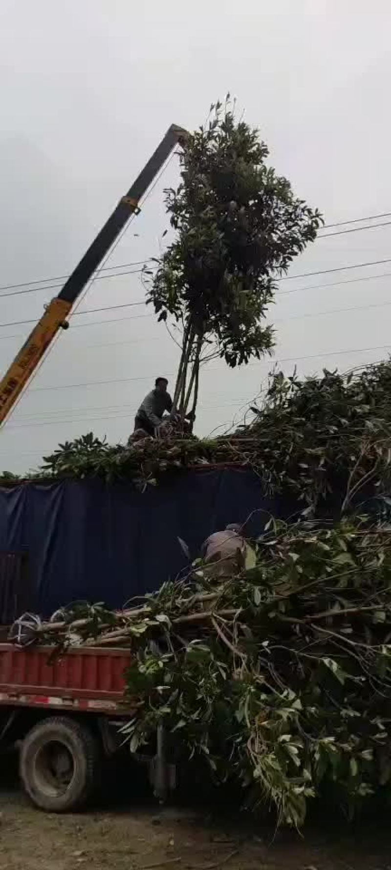 枇杷树，高杆女贞