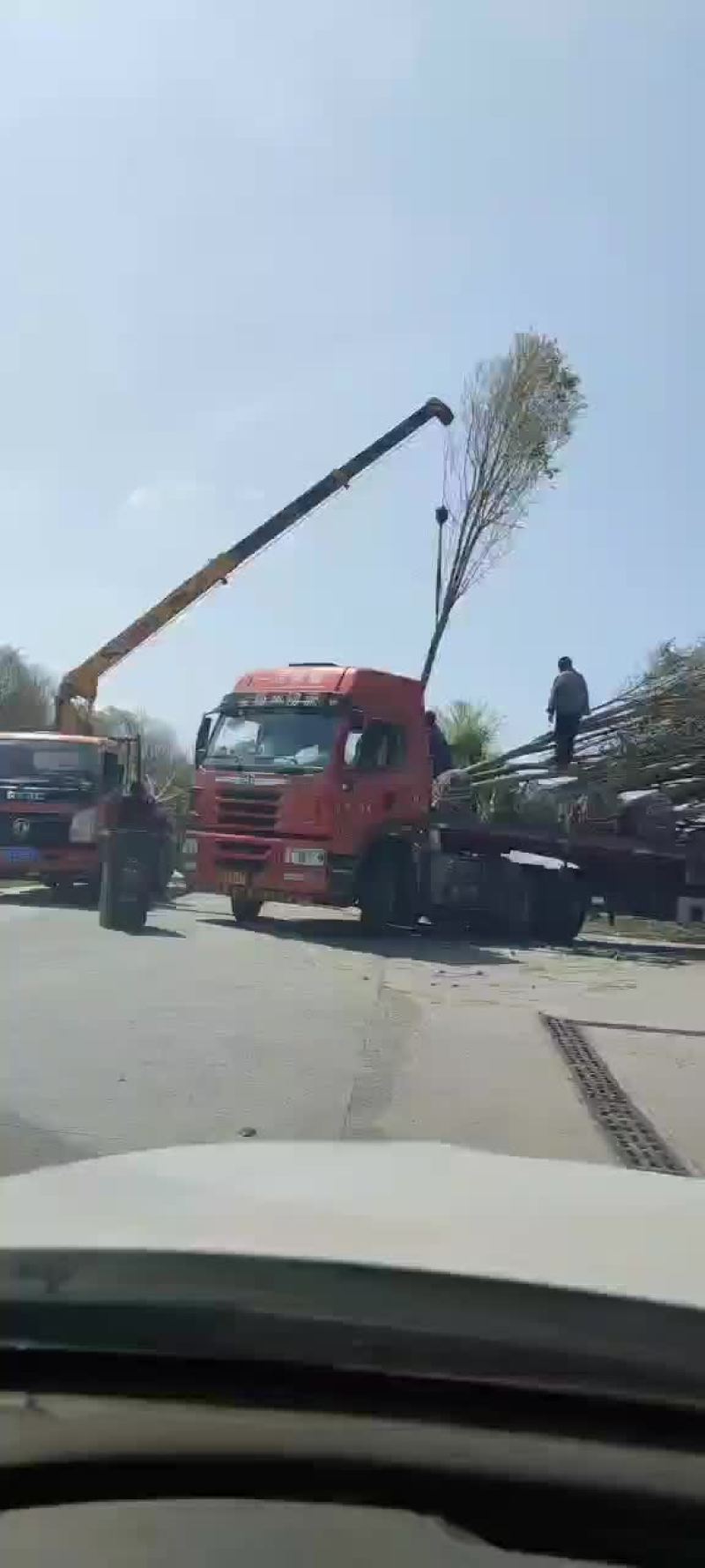 枇杷树，高杆女贞