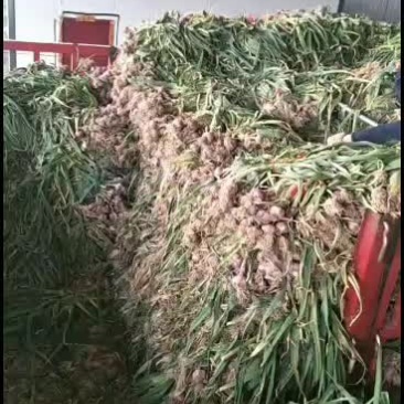 2021新鲜大蒜个头大，品质好，