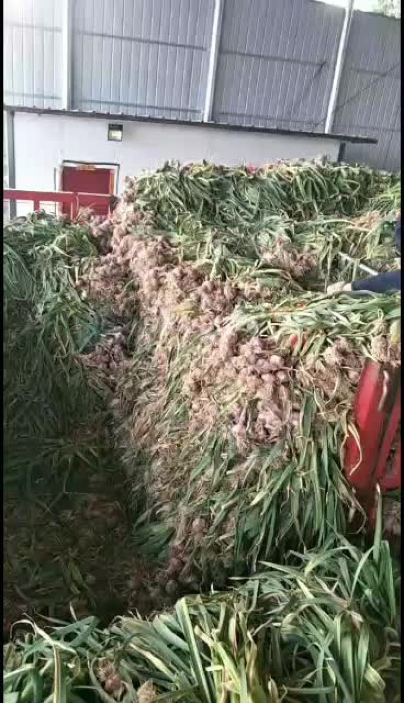 2021新鲜大蒜个头大，品质好，