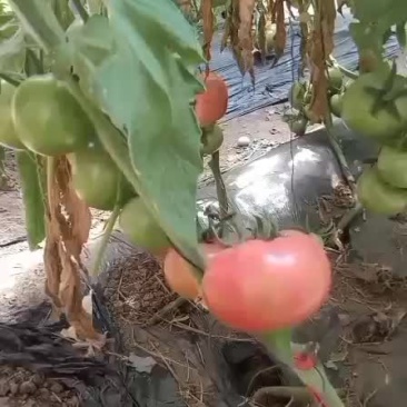 秦皇岛昌黎硬粉软粉西红柿大量上市