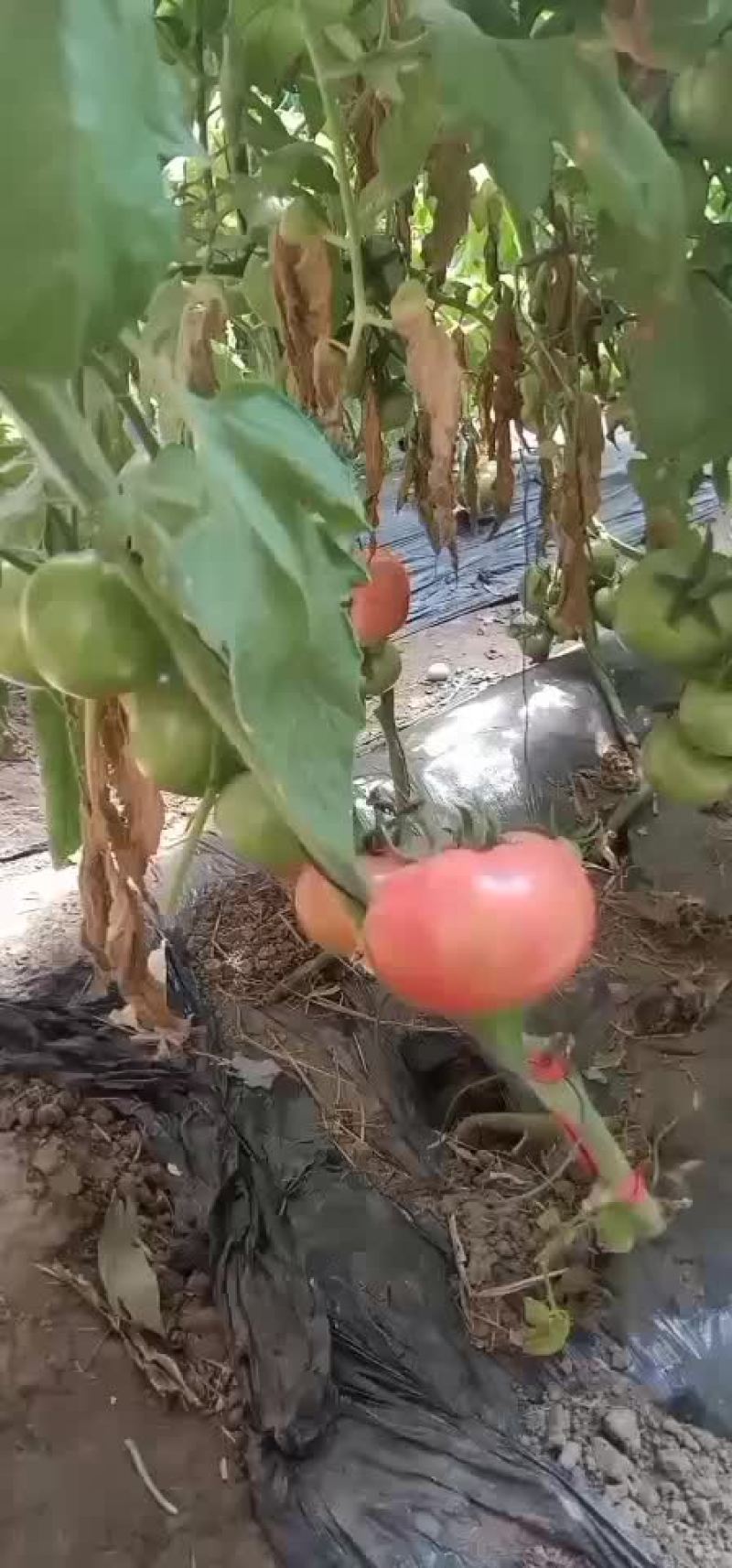 秦皇岛昌黎硬粉软粉西红柿大量上市