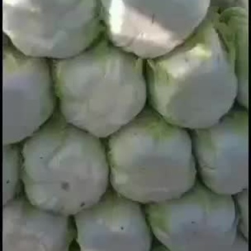 我处白菜上市了，需要的联系我