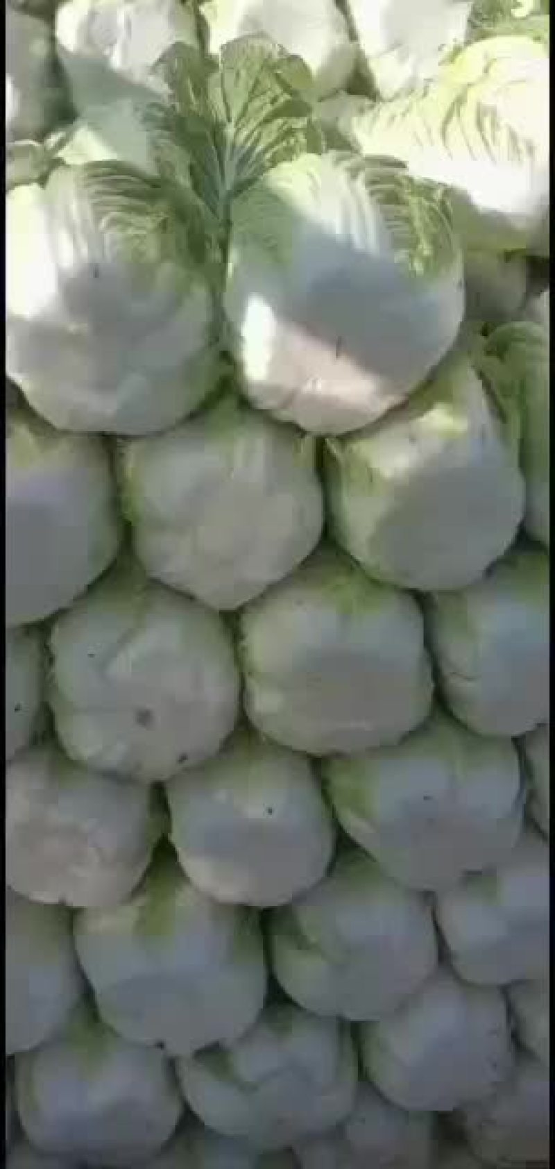 我处白菜上市了，需要的联系我