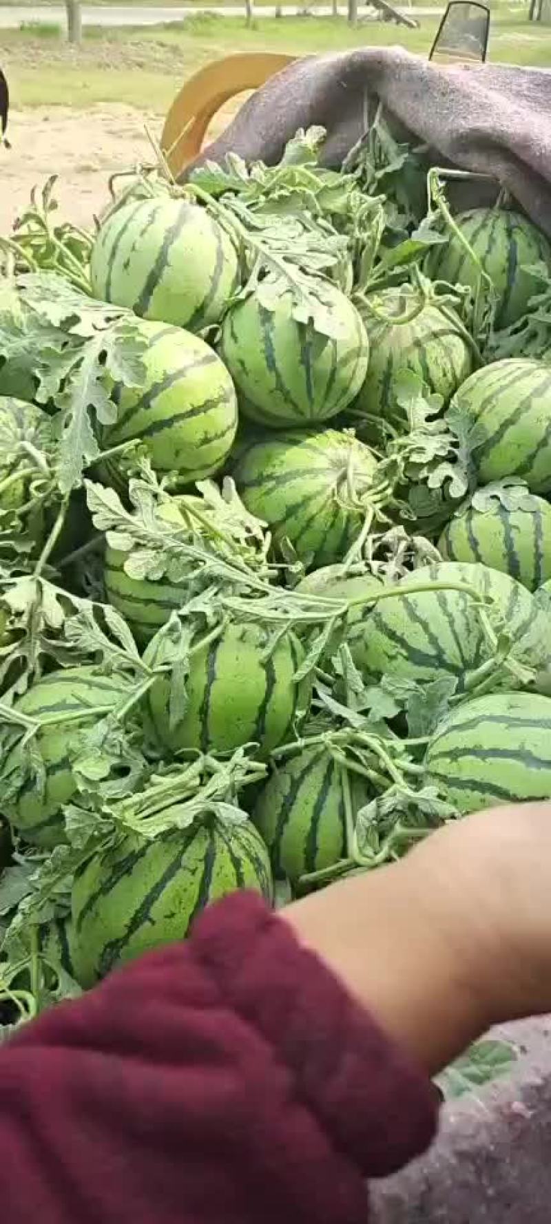 西瓜