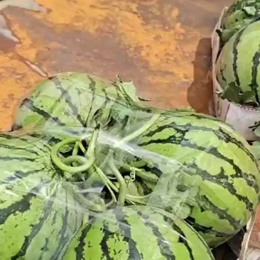 西瓜