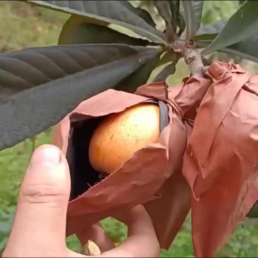 枇杷新产区，大五星枇杷种植基地