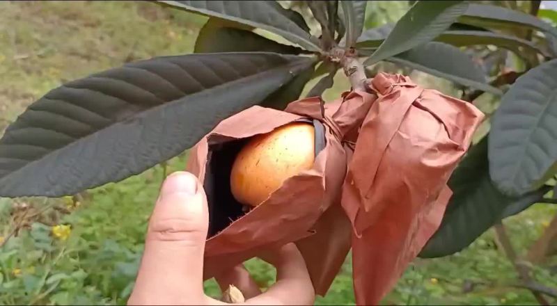 枇杷新产区，大五星枇杷种植基地
