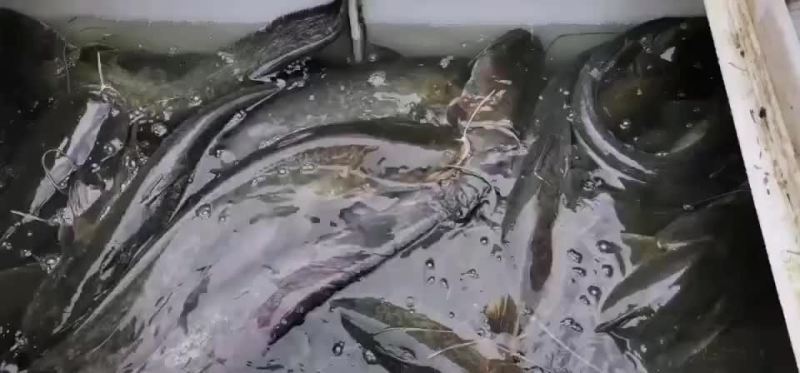 土鲶鱼大口鲶鱼吃小鱼小虾长大的鲶鱼