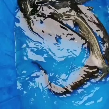 土鲶鱼大口鲶鱼吃小鱼小虾长大的鲶鱼