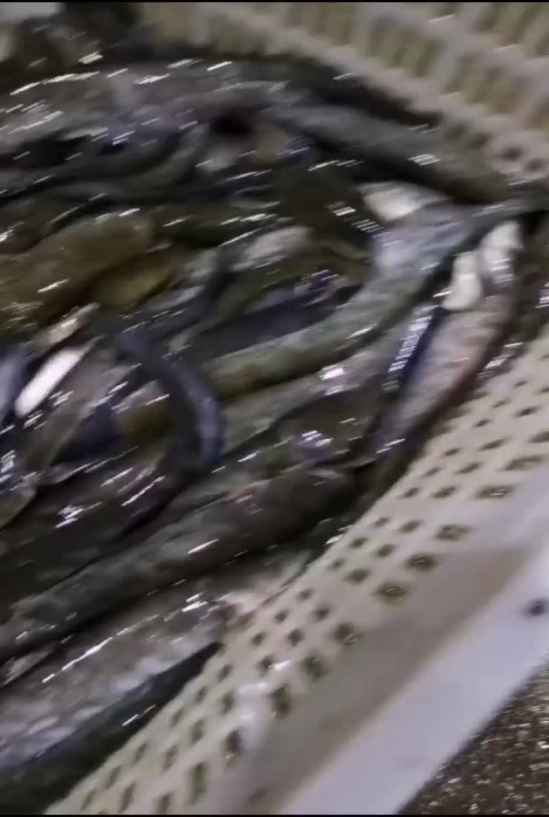 土鲶鱼大口鲶鱼吃小鱼小虾长大的鲶鱼