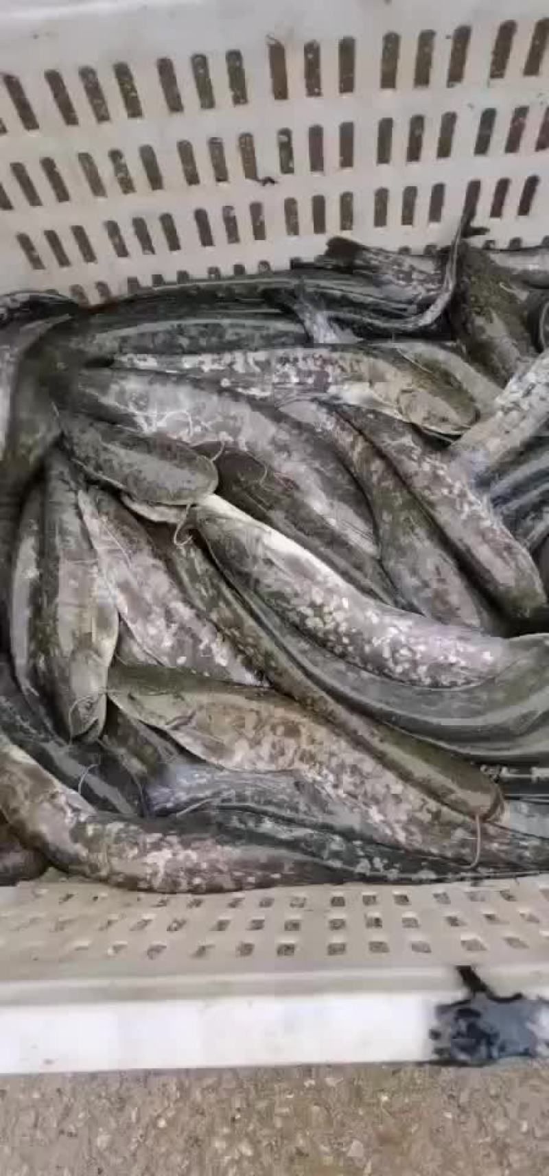 土鲶鱼大口鲶鱼吃小鱼小虾长大的鲶鱼