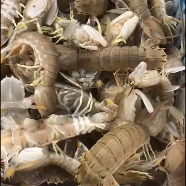 活皮皮虾死皮皮虾