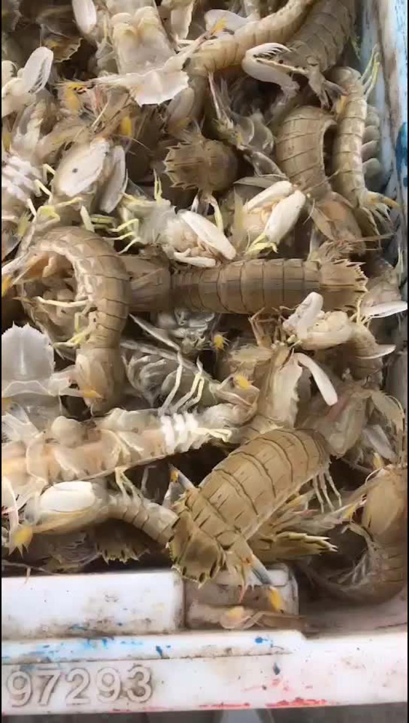 活皮皮虾死皮皮虾