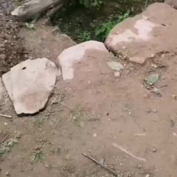 樱桃