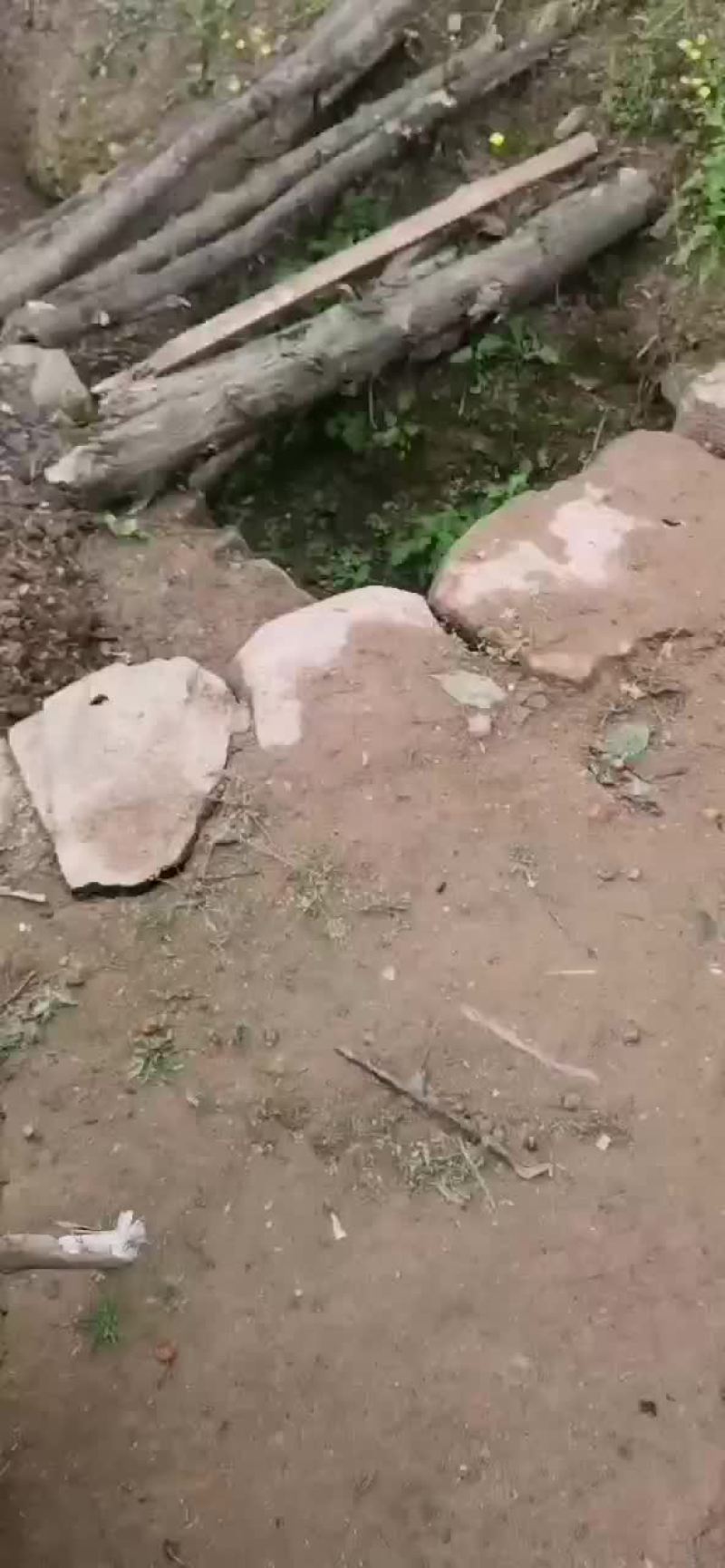 樱桃
