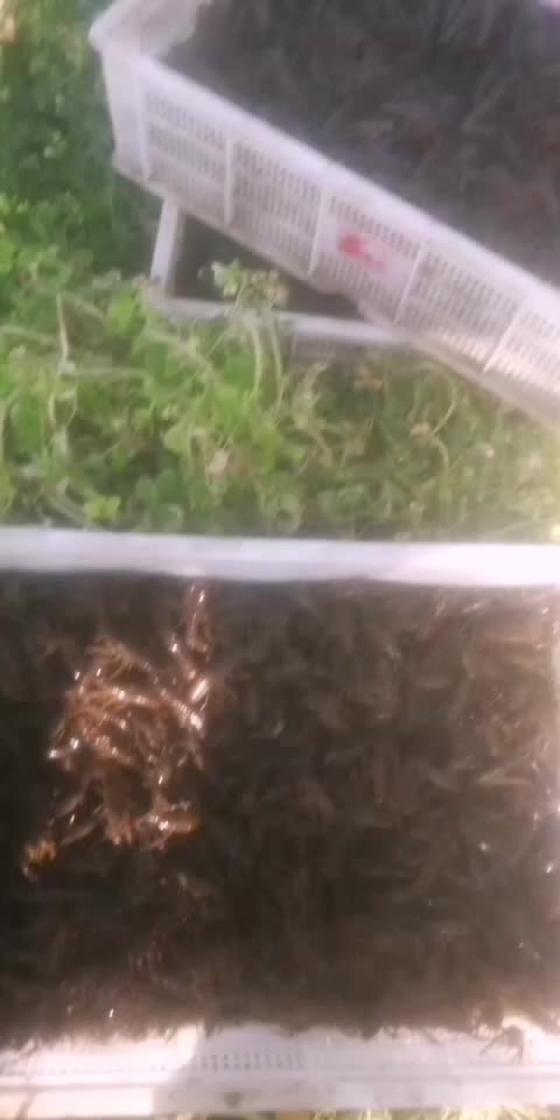 优质虾苗出售
