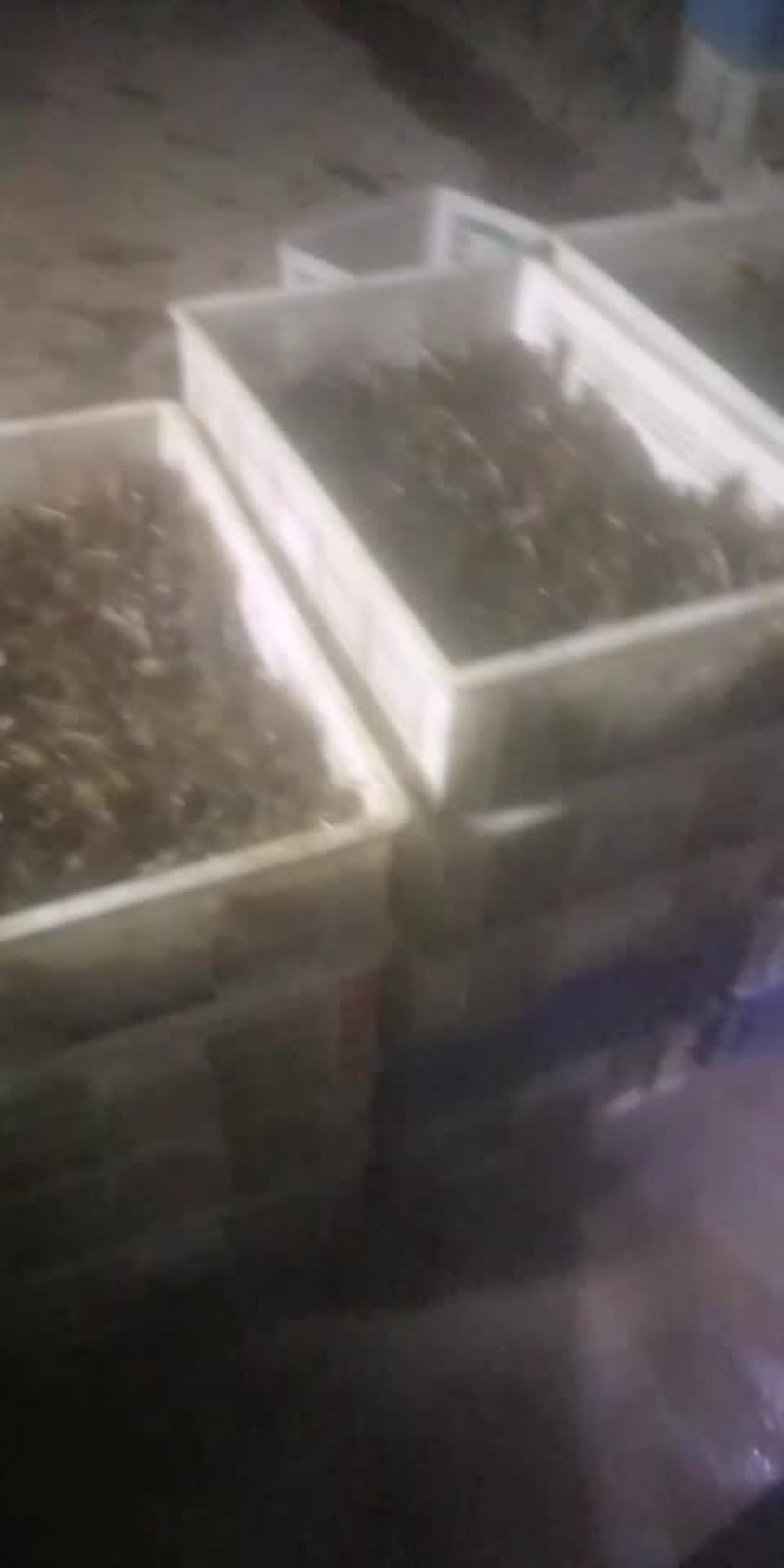 优质虾苗出售