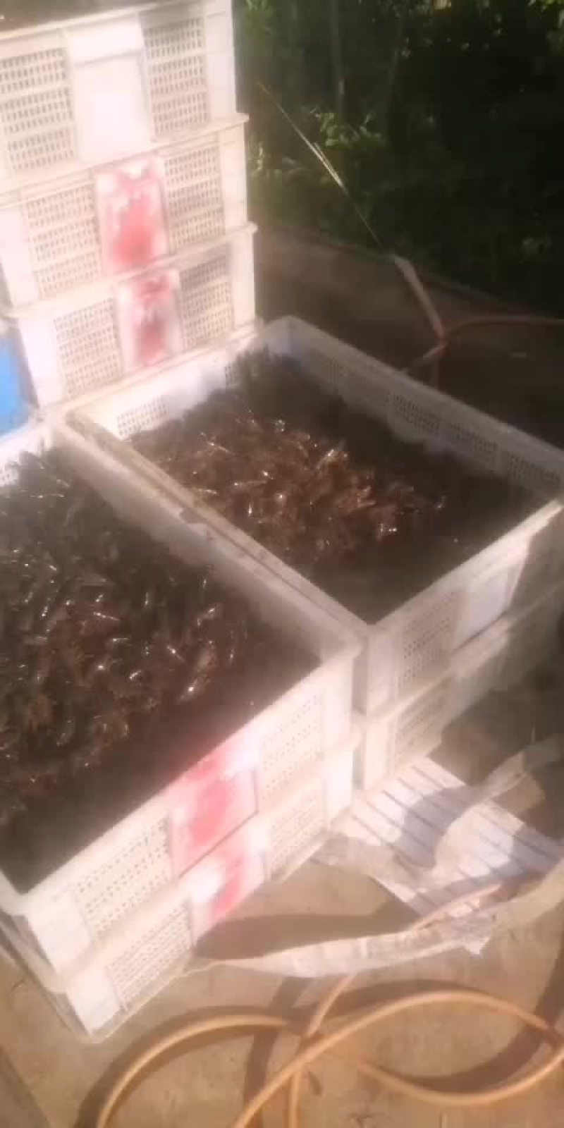 优质虾苗出售