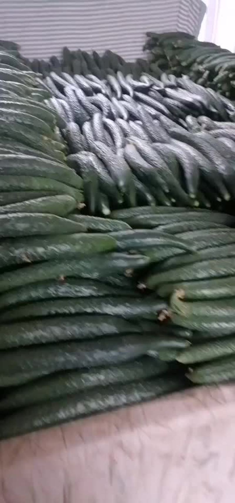 黄瓜精品