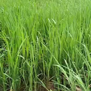 苗木种苗
