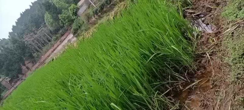 苗木种苗