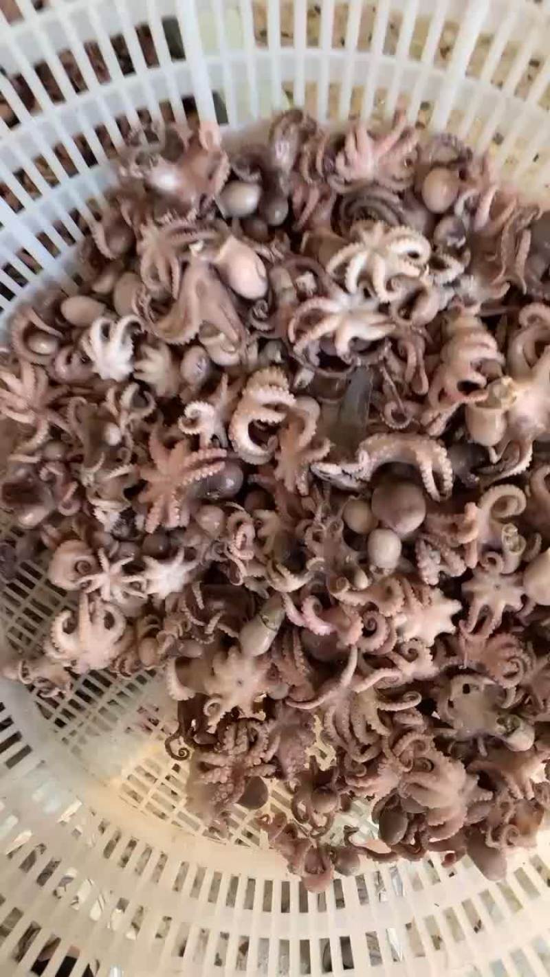 小迷你八爪鱼一斤50左右
