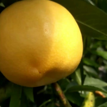 黄金油桃