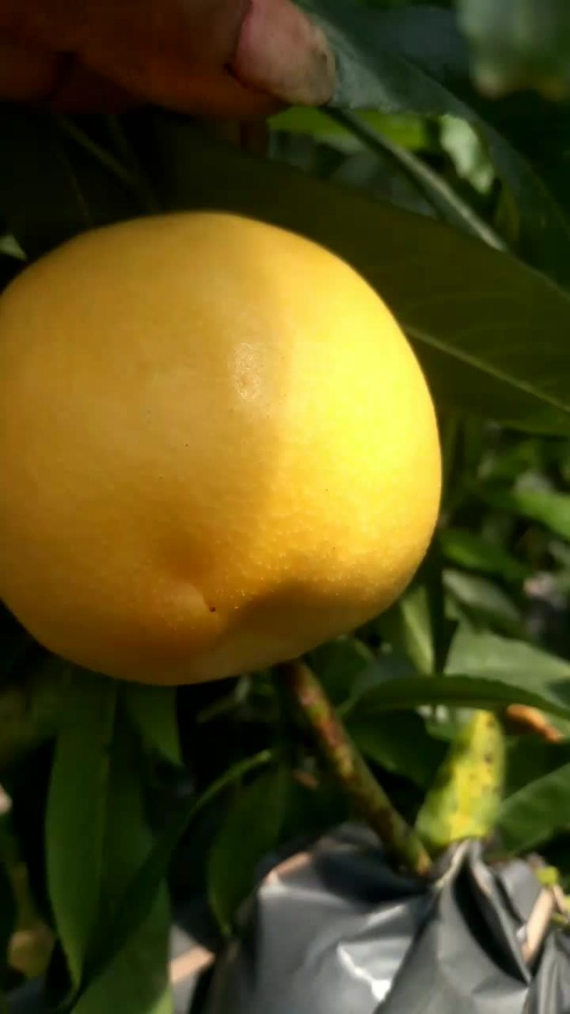 黄金油桃