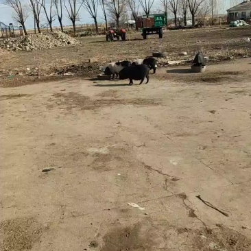 出售藏香猪，仔猪，头胎监产母猪
