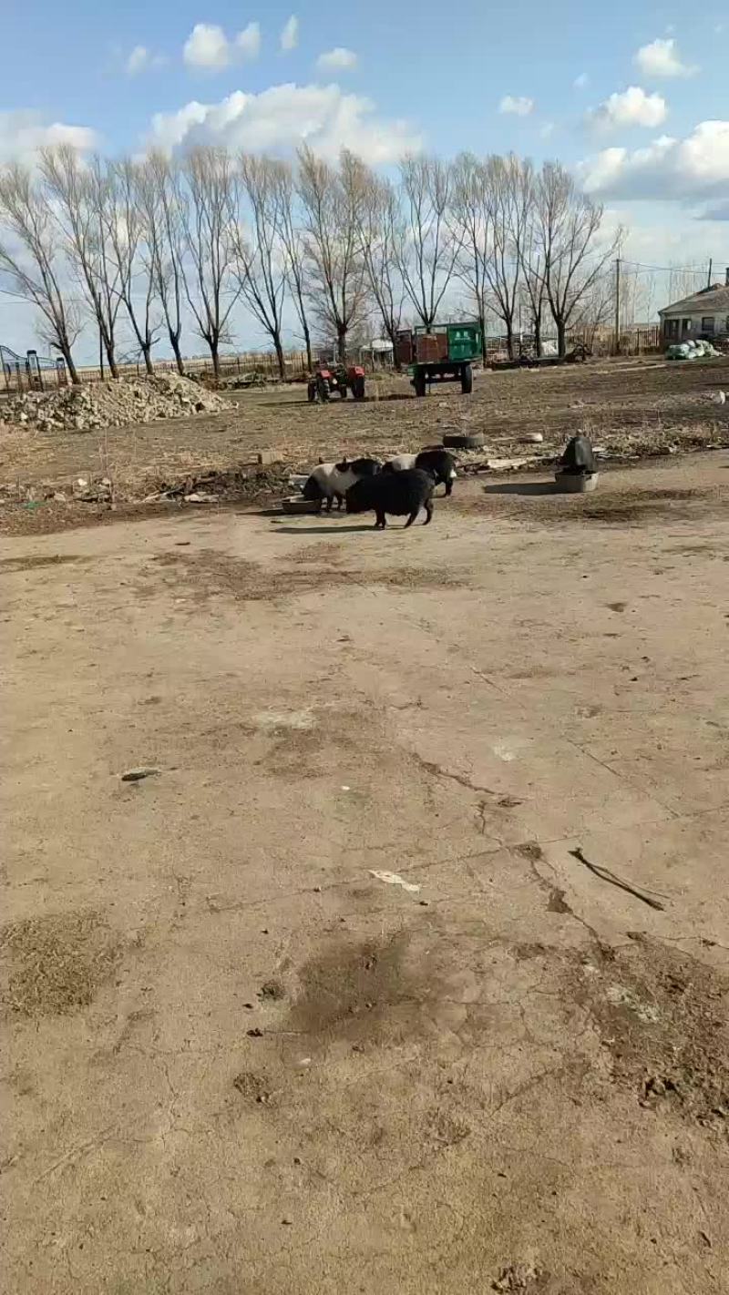 出售藏香猪，仔猪，头胎监产母猪