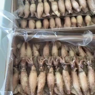 全籽小海兔一盒35只